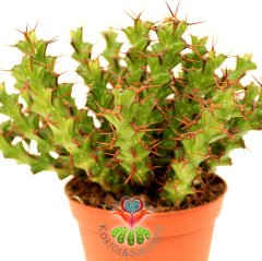 Kaktüs, Euphorbia Erigavensis-Nadir Tür-Minik Sarı Çiçek Açar -8,5 cm Saksıda-Teraryum,Sukulent