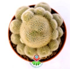 Rebutia Schatzliana- Çok Çiçek Açan Nadir Tür Kaktüs-8,5 cm Saksıda