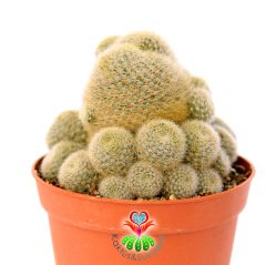 Rebutia Schatzliana- Çok Çiçek Açan Nadir Tür Kaktüs-8,5 cm Saksıda
