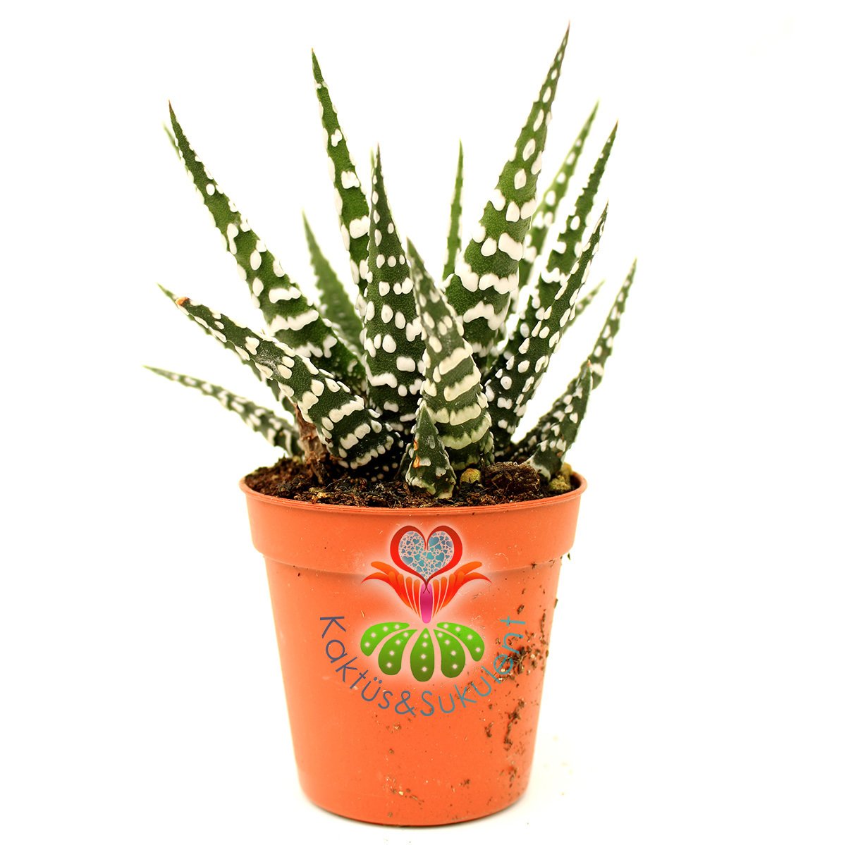 Sukulent,Haworthia Fasciata Big Band-Beyaz Çizgili-Saksı Dolusu- 5,5 cm saksıda-Teraryum, Kaktüs