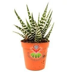 Sukulent,Haworthia Fasciata Big Band-Beyaz Çizgili-Saksı Dolusu- 5,5 cm saksıda-Teraryum, Kaktüs