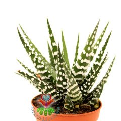 Sukulent,Haworthia Fasciata Big Band-Beyaz Çizgili-Saksı Dolusu- 5,5 cm saksıda-Teraryum, Kaktüs