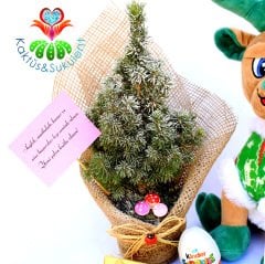 Hediye Seti- Süslenmiş Canlı Çam Ağacı(Picea Glauca)-Peluş Oyuncak ve Çikolata