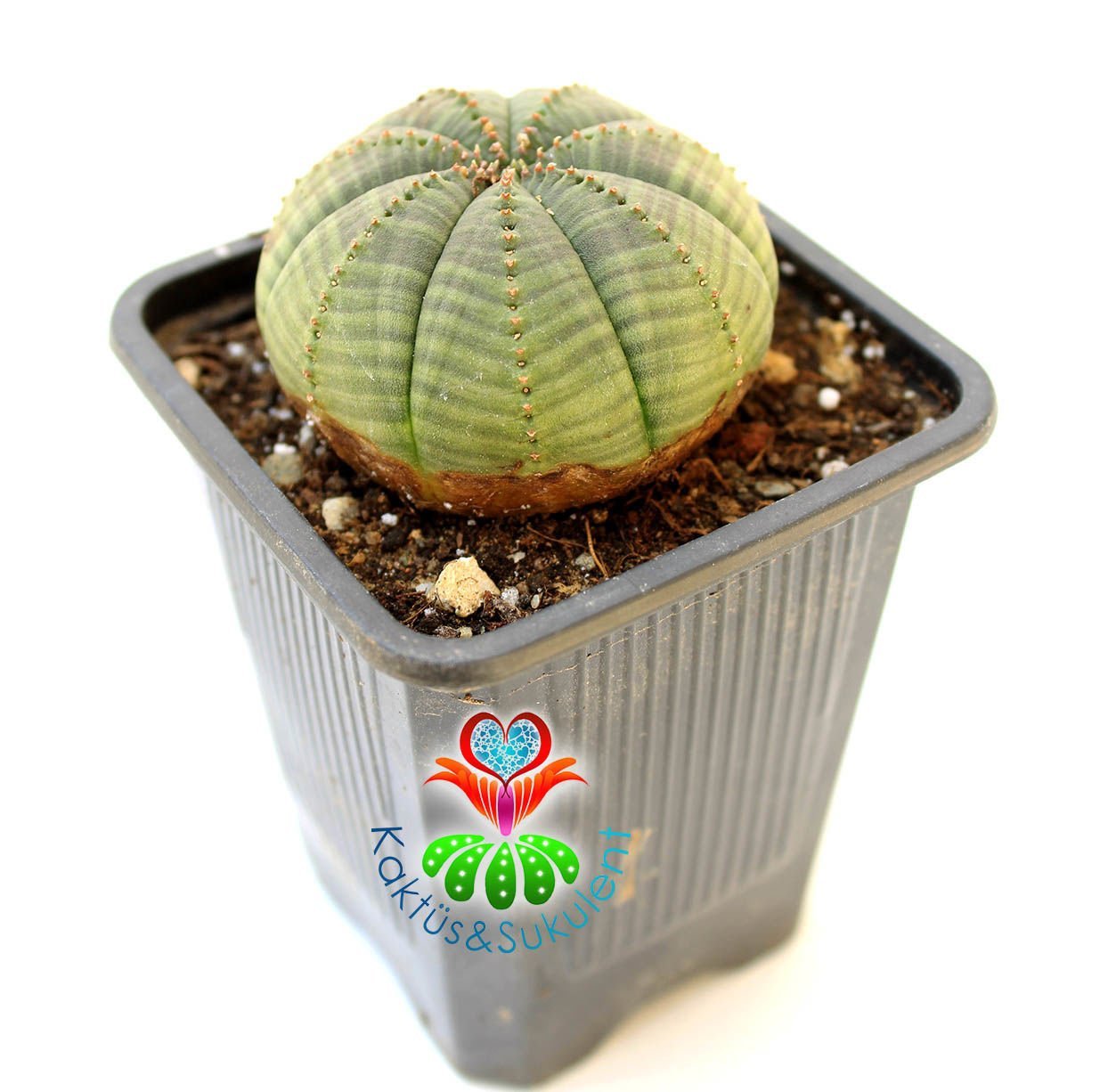 Büyük Boy Dikensiz Top Kaktüs, Euphorbia Obesa-Çok Şık -Nadir Tür-7 cm Saksıda -Teraryum,Sukulent