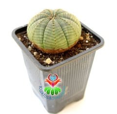 Büyük Boy Dikensiz Top Kaktüs, Euphorbia Obesa-Çok Şık -Nadir Tür-7 cm Saksıda -Teraryum,Sukulent
