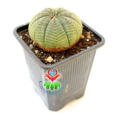 Büyük Boy Dikensiz Top Kaktüs, Euphorbia Obesa-Çok Şık -Nadir Tür-7 cm Saksıda -Teraryum,Sukulent