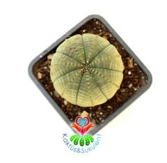 Büyük Boy Dikensiz Top Kaktüs, Euphorbia Obesa-Çok Şık -Nadir Tür-7 cm Saksıda -Teraryum,Sukulent