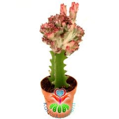 Kaktüs,Euphorbia Lactea Variegata Cristata Pembe Uçlu Şerit Renkli -Aşılı-Büyük Boy-8,5 cm Saksıda