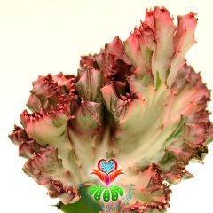 Kaktüs,Euphorbia Lactea Variegata Cristata Pembe Uçlu Şerit Renkli -Aşılı-Büyük Boy-8,5 cm Saksıda