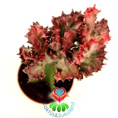 Kaktüs,Euphorbia Lactea Variegata Cristata Pembe Uçlu Şerit Renkli -Aşılı-Büyük Boy-8,5 cm Saksıda