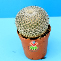 Mammillaria Caespitosa-Top Formlu Minik Dikenli Nadir Tür Kaktüs-7 cm Saksıda