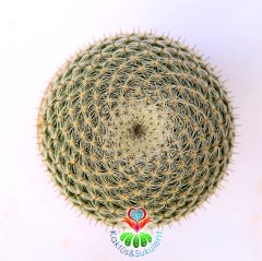 Mammillaria Caespitosa-Top Formlu Minik Dikenli Nadir Tür Kaktüs-7 cm Saksıda