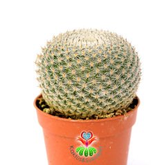 Mammillaria Caespitosa-Top Formlu Minik Dikenli Nadir Tür Kaktüs-7 cm Saksıda