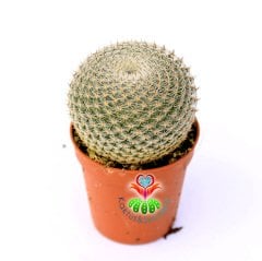 Mammillaria Caespitosa-Top Formlu Minik Dikenli Nadir Tür Kaktüs-7 cm Saksıda