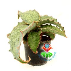 Sukulent,Sansevieria Kirkii Silver Blue - Mükemmel Renk ve Form 25 cm Çap -10 cm Saksıda-Teraryum