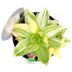 Haworthia Cymbiformis Variegata-Neredeyse Saydam Yapraklı Çok Nadir Tür-8,5 cm Saksıda