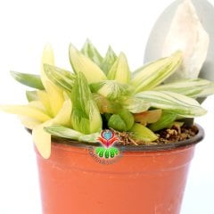 Haworthia Cymbiformis Variegata-Neredeyse Saydam Yapraklı Çok Nadir Tür-8,5 cm Saksıda