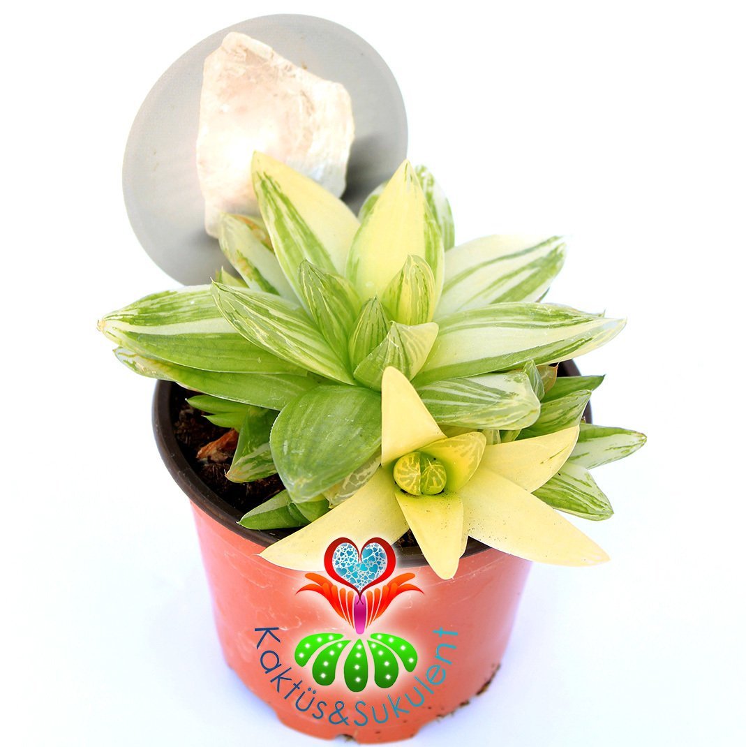 Haworthia Cymbiformis Variegata-Neredeyse Saydam Yapraklı Çok Nadir Tür-8,5 cm Saksıda