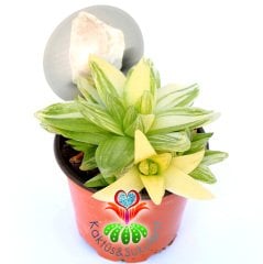 Haworthia Cymbiformis Variegata-Neredeyse Saydam Yapraklı Çok Nadir Tür-8,5 cm Saksıda