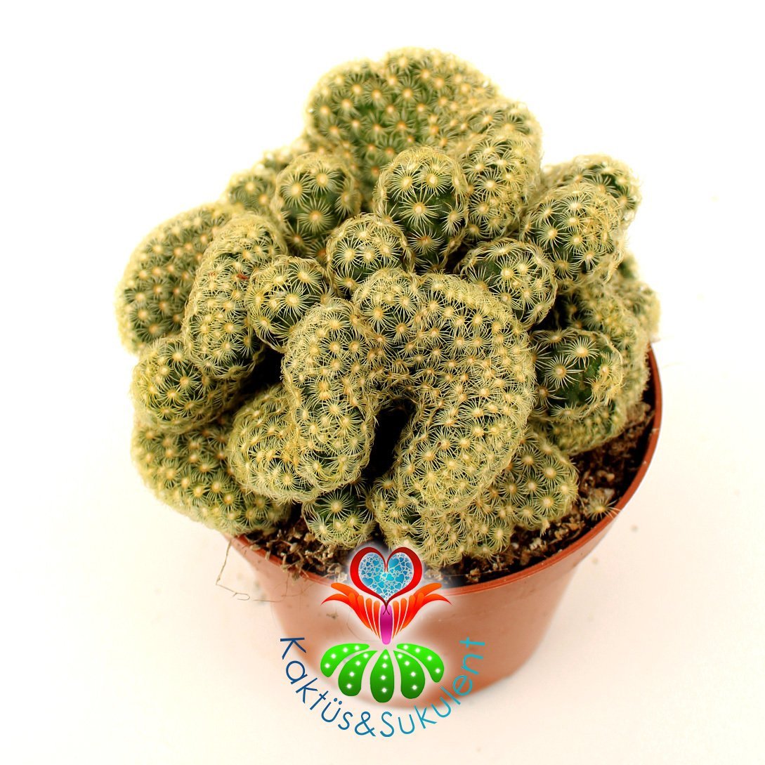 Kaktüs, Mammillaria Elongata Cristata Beyin Kaktus- 8,5 cm saksıda-Büyük Boy-Teraryum, Sukulent