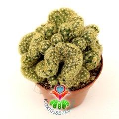 Kaktüs, Mammillaria Elongata Cristata Beyin Kaktus- 8,5 cm saksıda-Büyük Boy-Teraryum, Sukulent