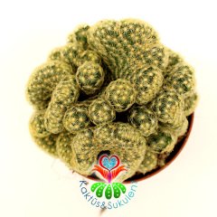 Kaktüs, Mammillaria Elongata Cristata Beyin Kaktus- 8,5 cm saksıda-Büyük Boy-Teraryum, Sukulent