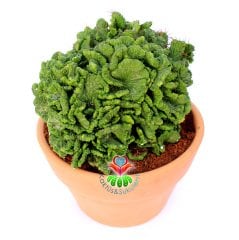 Euphorbia Enopla f. Cristata-17 cm Saksıda Sıradışı Formlu Dev Kaktüs