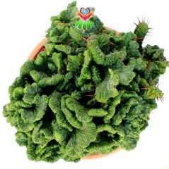 Euphorbia Enopla f. Cristata-17 cm Saksıda Sıradışı Formlu Dev Kaktüs