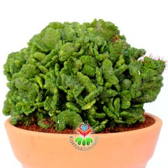 Euphorbia Enopla f. Cristata-17 cm Saksıda Sıradışı Formlu Dev Kaktüs