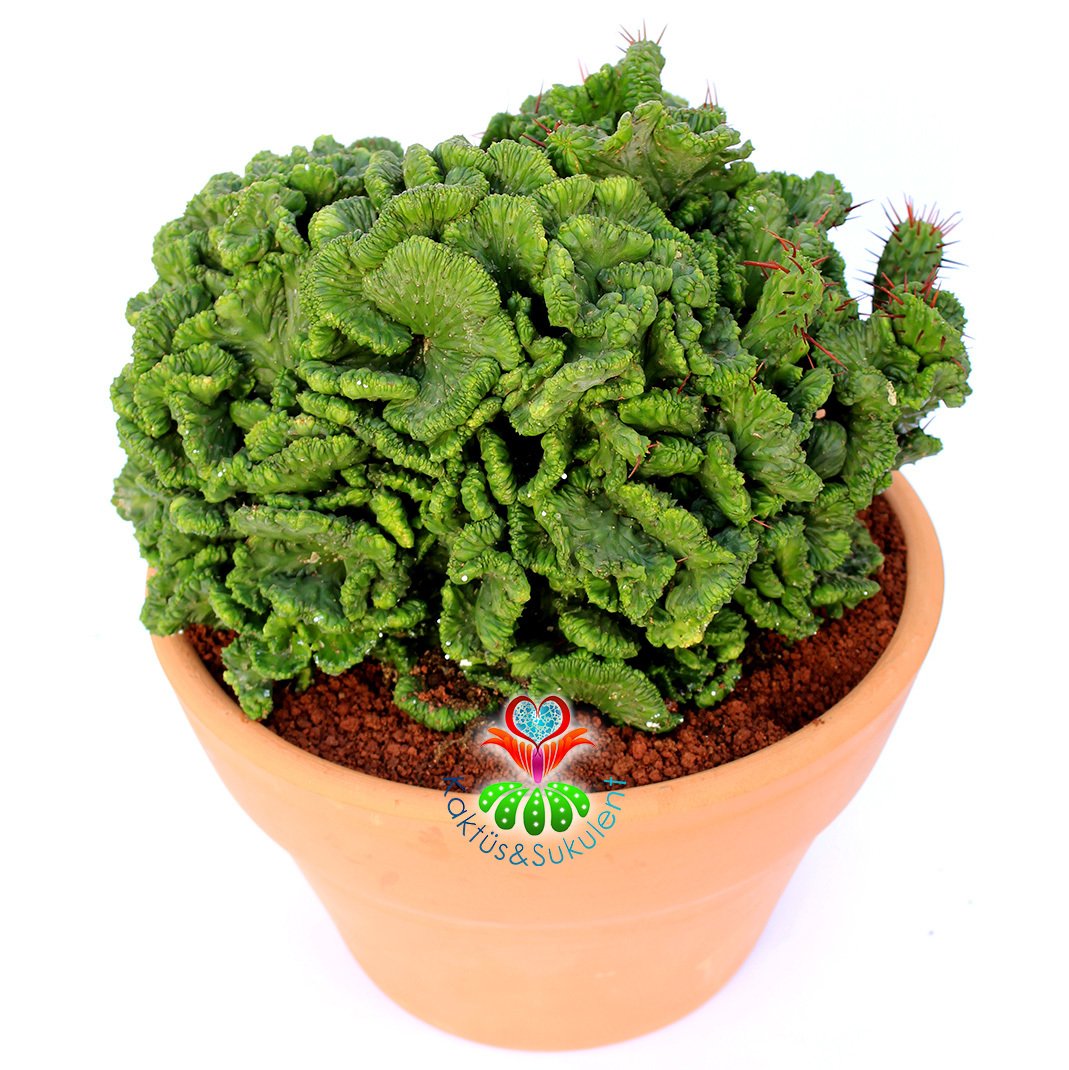 Euphorbia Enopla f. Cristata-17 cm Saksıda Sıradışı Formlu Dev Kaktüs