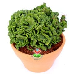 Euphorbia Enopla f. Cristata-17 cm Saksıda Sıradışı Formlu Dev Kaktüs