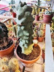 Lophocereus Schottii f. Mostruosa nadir tür 17 cm Seramik Saksıda 40 cm Bitki Boyu