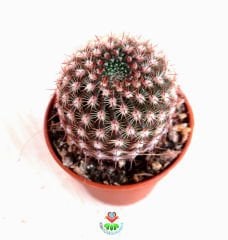 Kaktüs,Parodia (Notocactus) Rutilans - Pembe Renk Çiçek Açar Minik Dikenli 5,5 cm saksıda