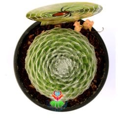 Sempervivum Arachnoideum-Örümcek Ağlı Sukulent-8,5 cm Saksıda