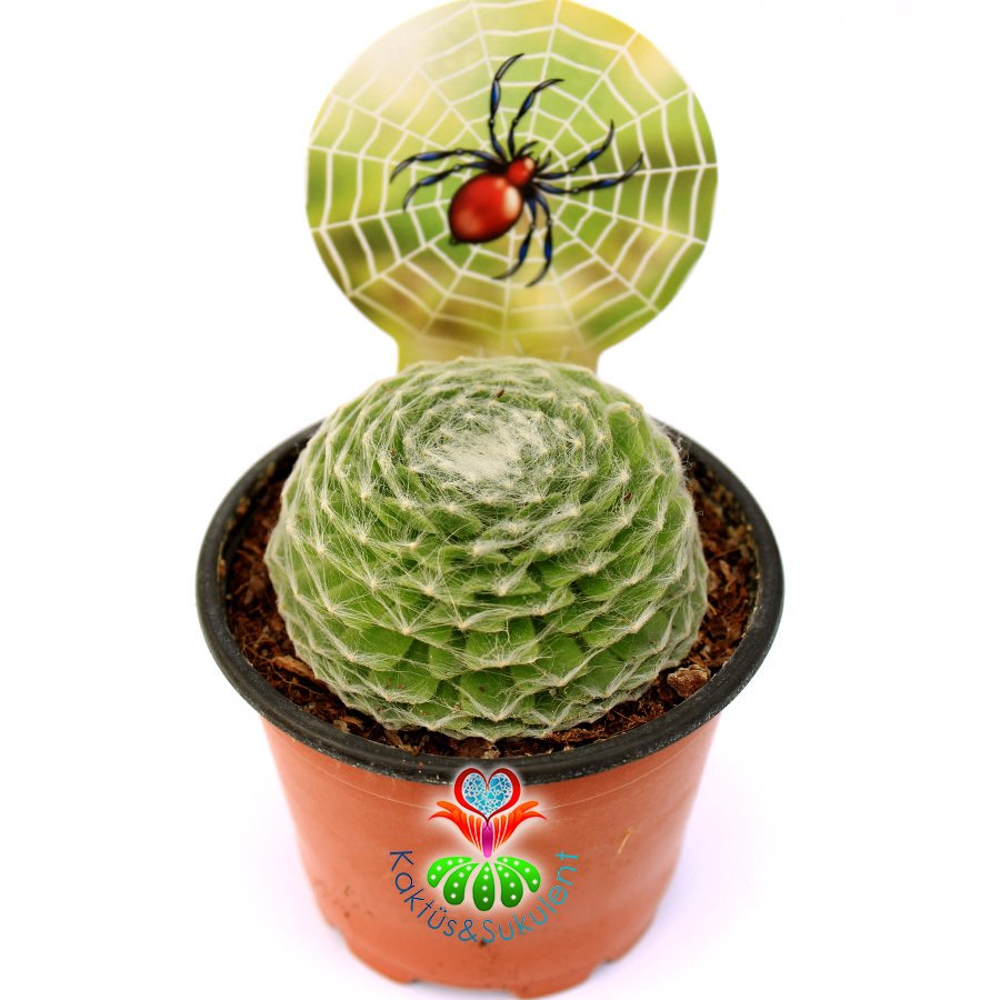Sempervivum Arachnoideum-Örümcek Ağlı Sukulent-8,5 cm Saksıda