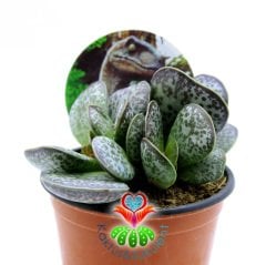 Adromischus Rupicola-Sıradışı Desenli Tombul Yapraklı Sukulent-8,5 cm Saksıda