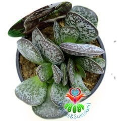 Adromischus Rupicola-Sıradışı Desenli Tombul Yapraklı Sukulent-8,5 cm Saksıda