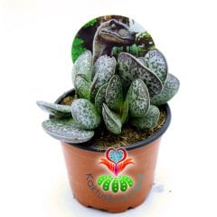 Adromischus Rupicola-Sıradışı Desenli Tombul Yapraklı Sukulent-8,5 cm Saksıda
