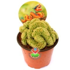 Mammillaria Elongata Cristata-Kıvrılmış Formlu Beyin Kaktüs-8,5 cm Saksıda