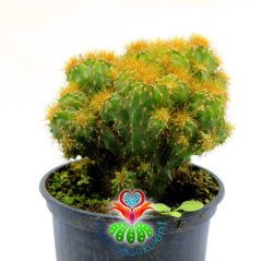 Cereus Peruvianus Monstrosus-Taş Formlu Sarı Dikenli-8,5cm Saksıda