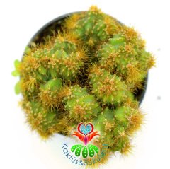 Cereus Peruvianus Monstrosus-Taş Formlu Sarı Dikenli-8,5cm Saksıda