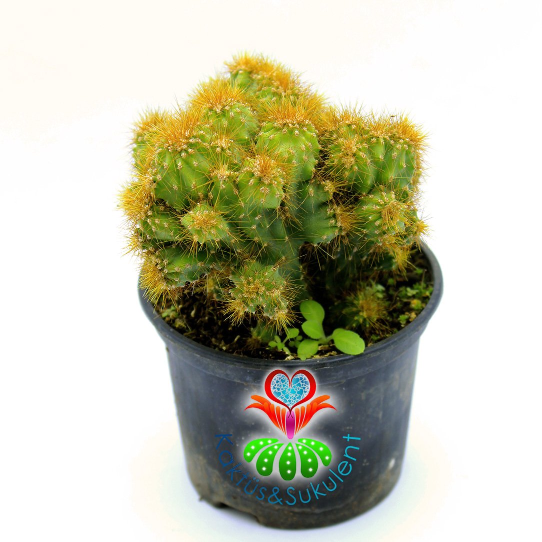 Cereus Peruvianus Monstrosus-Taş Formlu Sarı Dikenli-8,5cm Saksıda