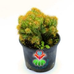 Cereus Peruvianus Monstrosus-Taş Formlu Sarı Dikenli-8,5cm Saksıda
