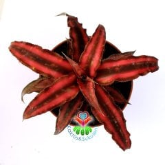 Cryptanthus Bivittatus-Teneke Yapraklı Nadir Tür-8,5 cm saksıda-Doğal Kırmızı Renk
