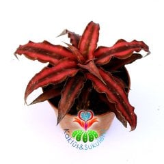 Cryptanthus Bivittatus-Teneke Yapraklı Nadir Tür-8,5 cm saksıda-Doğal Kırmızı Renk