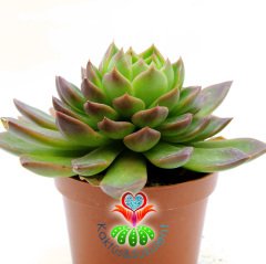 Echeveria minima cv Miniouhikou-8,5 cm Saksıda İthal Sukulent