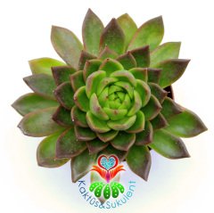 Echeveria minima cv Miniouhikou-8,5 cm Saksıda İthal Sukulent