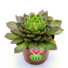 Echeveria minima cv Miniouhikou-8,5 cm Saksıda İthal Sukulent