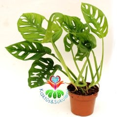 Monstera Obliqua ,Mükemmel Sıradışı Yapraklı-12 cm saksıda İsveç Peyniri Çiçeği