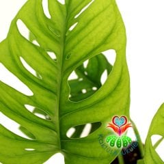 Monstera Obliqua ,Mükemmel Sıradışı Yapraklı-12 cm saksıda İsveç Peyniri Çiçeği